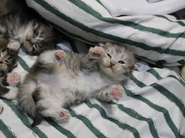 Aina, chaton Sibérien