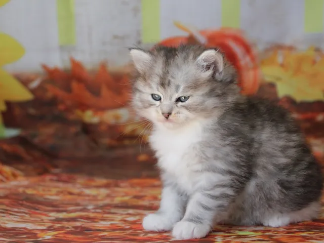 Aina, chaton Sibérien