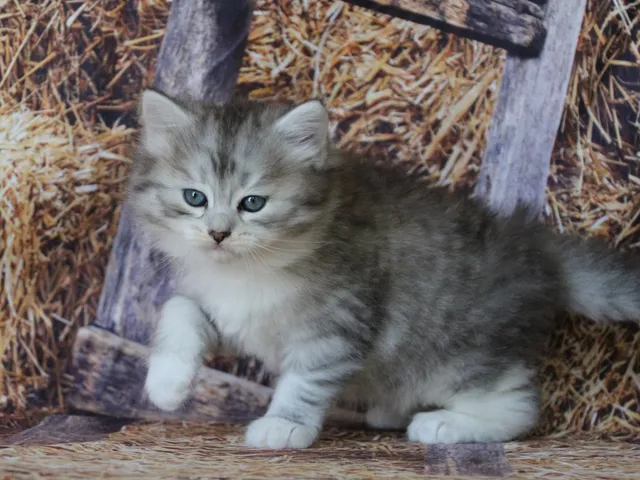 Aina, chaton Sibérien