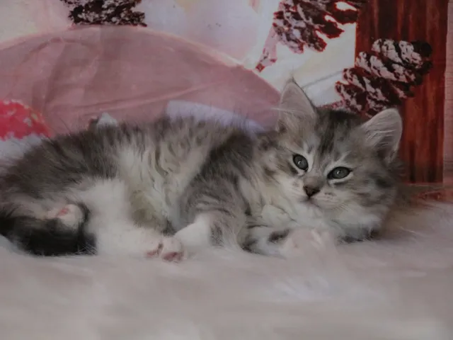 Aina, chaton Sibérien