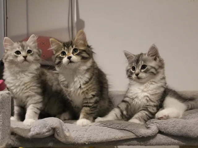 Aina, chaton Sibérien