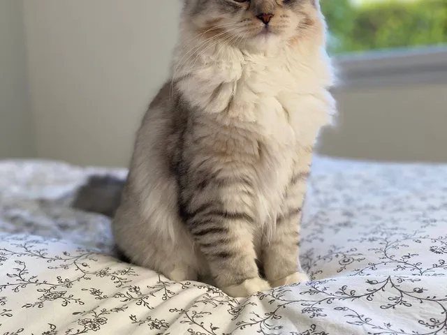 Aina, chaton Sibérien