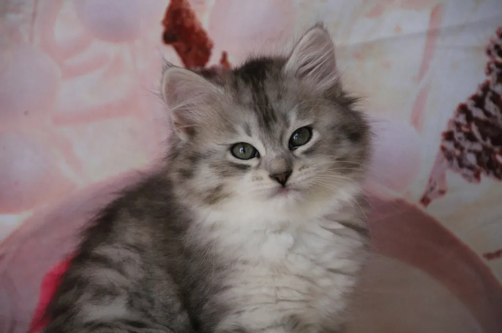 Aina, chaton Sibérien