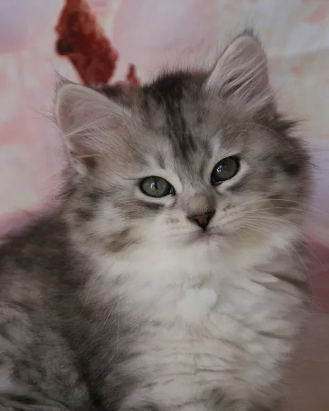Aina, chaton Sibérien