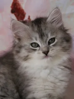 Aina, chaton Sibérien