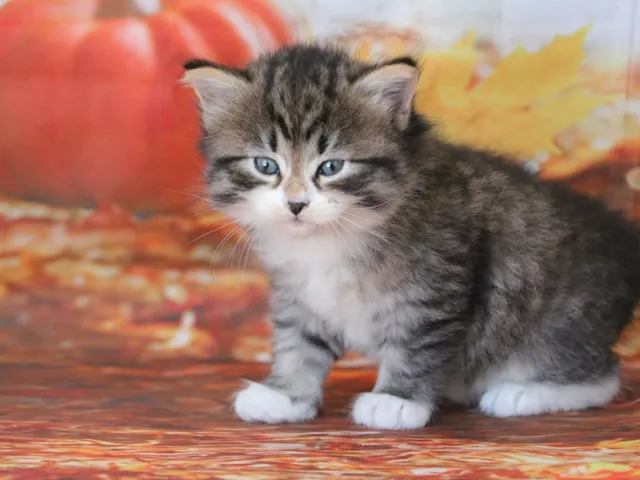 Arwen, chaton Sibérien