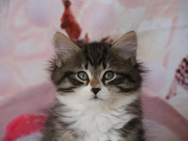 Arwen, chaton Sibérien