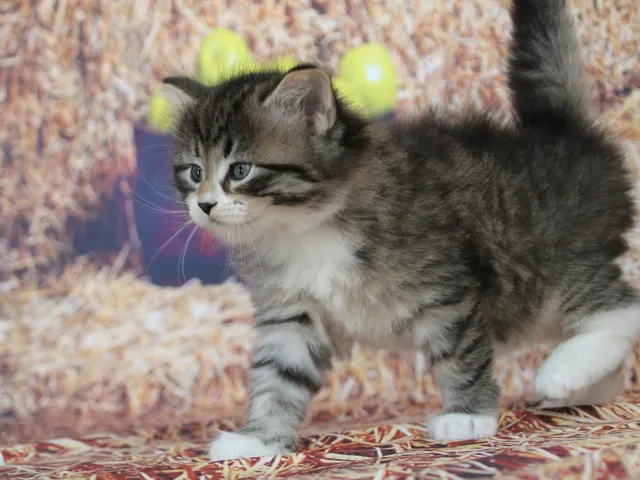 Arwen, chaton Sibérien
