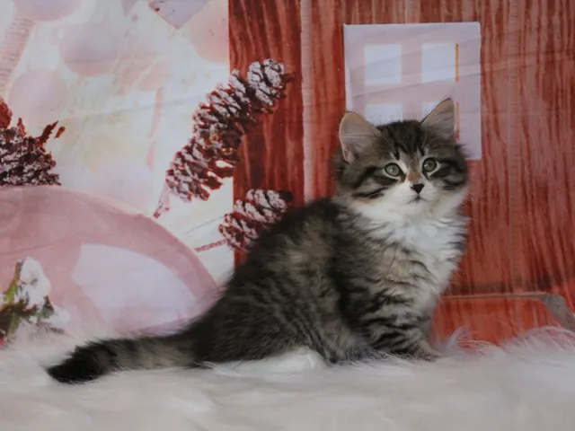 Arwen, chaton Sibérien