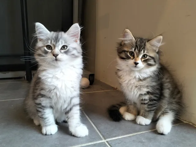 Arwen, chaton Sibérien
