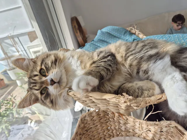 Arwen, chaton Sibérien