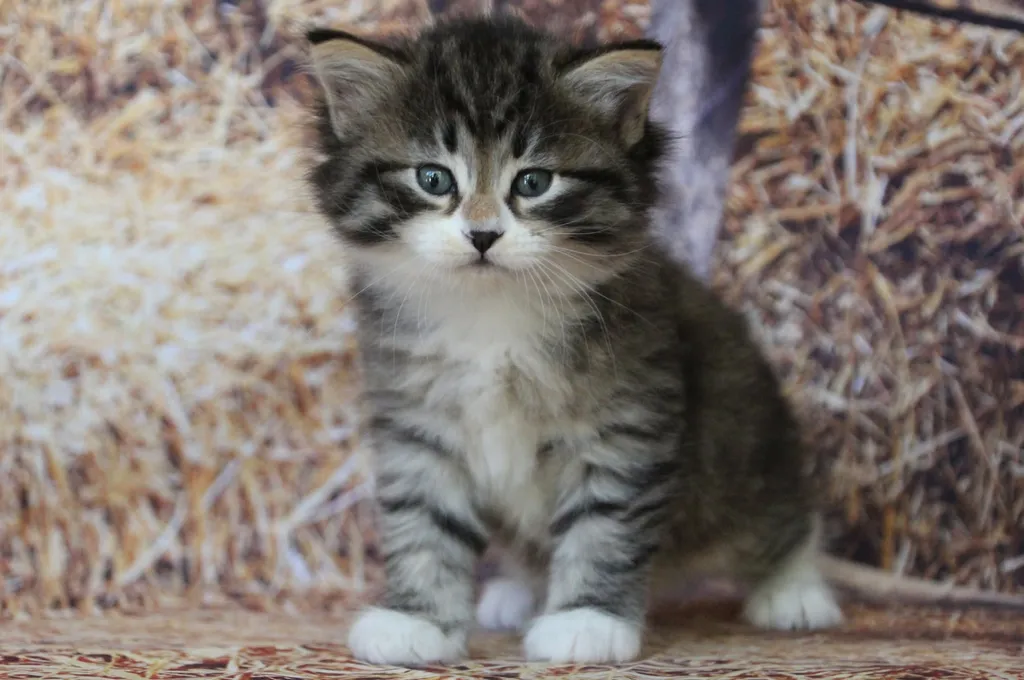 Arwen, chaton Sibérien