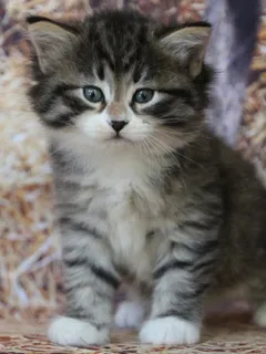 Arwen, chaton Sibérien