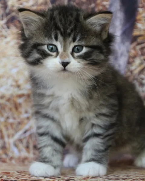 Arwen, chaton Sibérien