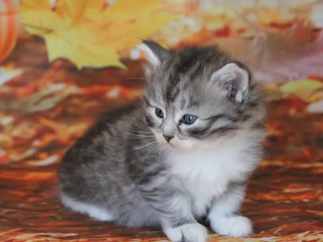 Athéna, chaton Sibérien