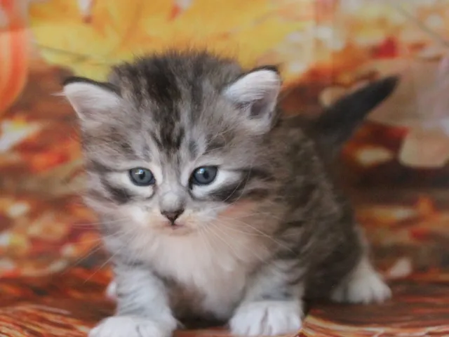 Athéna, chaton Sibérien