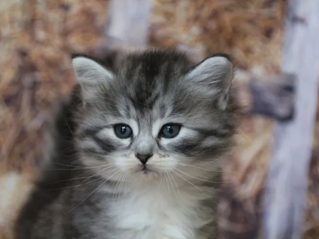 Athéna, chaton Sibérien