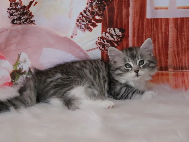 Athéna, chaton Sibérien