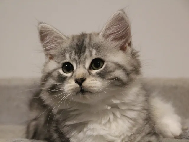 Athéna, chaton Sibérien