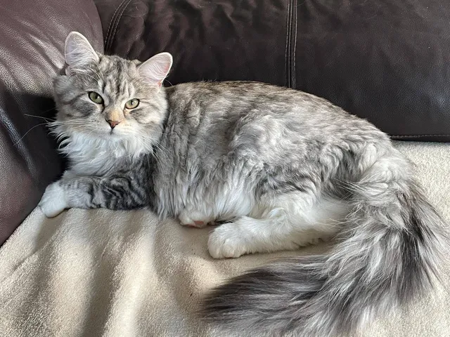 Athéna, chaton Sibérien