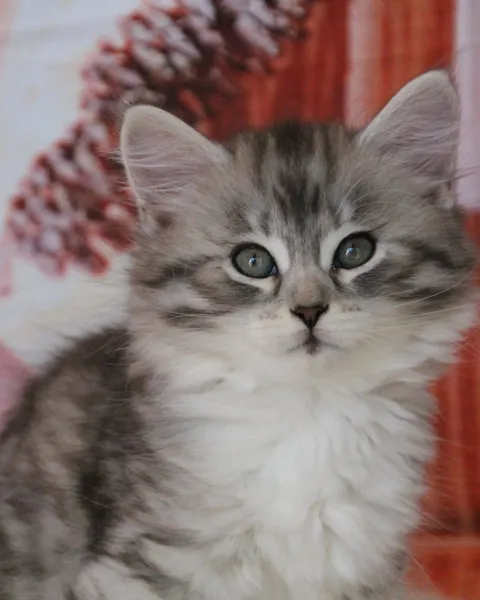 Athéna, chaton Sibérien