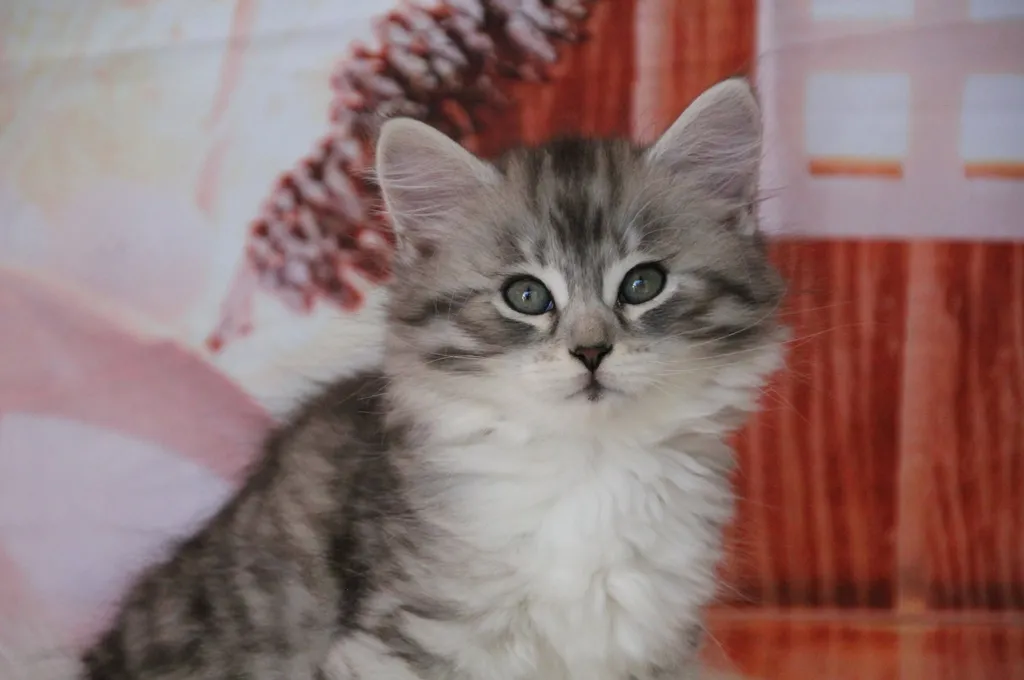 Athéna, chaton Sibérien