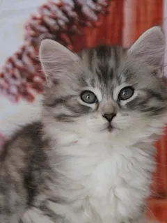 Athéna, chaton Sibérien