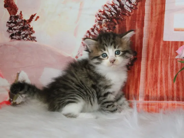 Bahia, chaton Sibérien