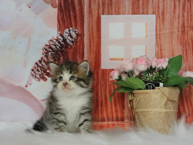 Bahia, chaton Sibérien