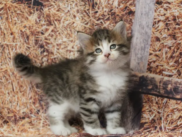 Bahia, chaton Sibérien