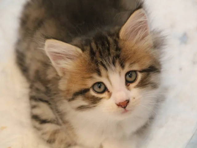Bahia, chaton Sibérien