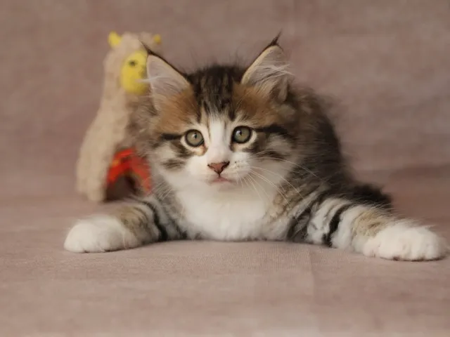Bahia, chaton Sibérien