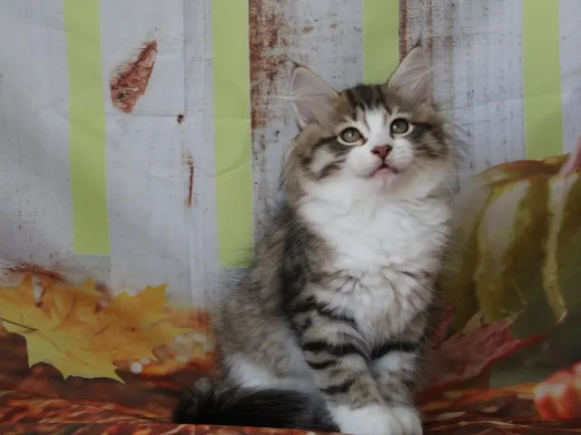 Bahia, chaton Sibérien