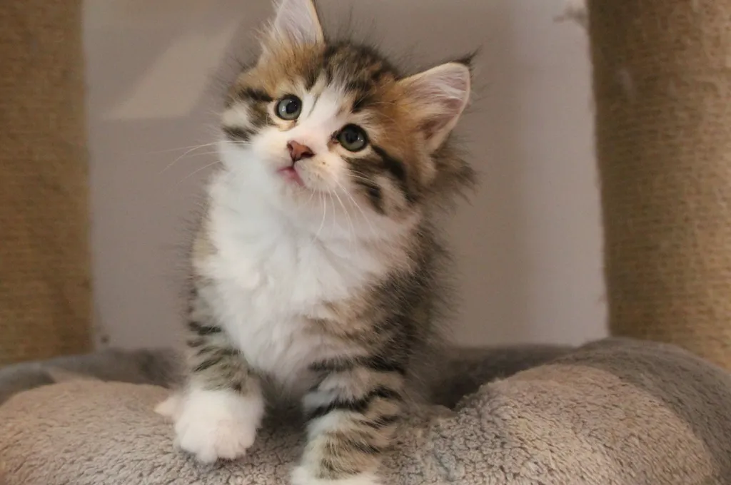 Bahia, chaton Sibérien