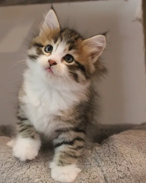 Bahia, chaton Sibérien