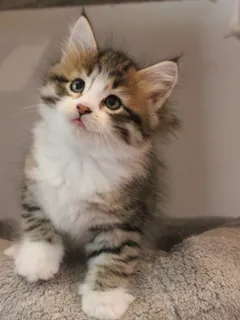 Bahia, chaton Sibérien