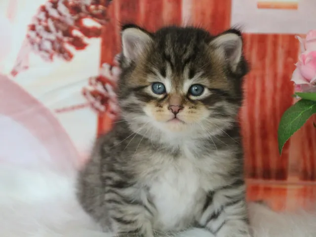 Balou, chaton Sibérien
