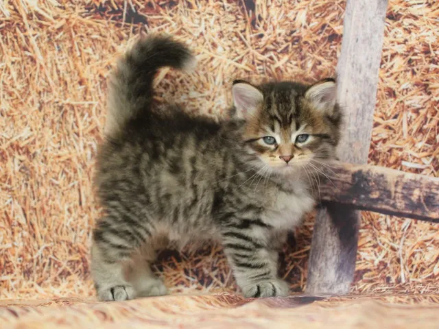 Balou, chaton Sibérien