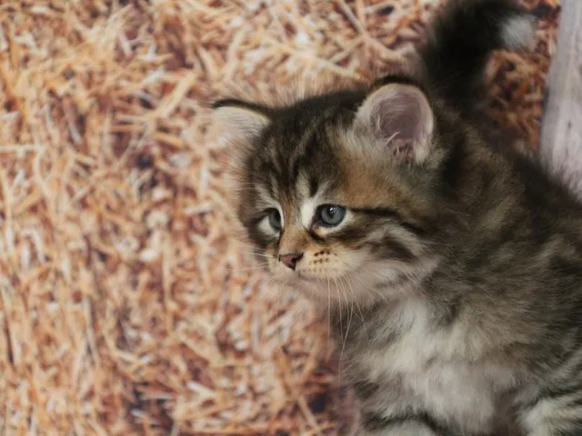 Balou, chaton Sibérien