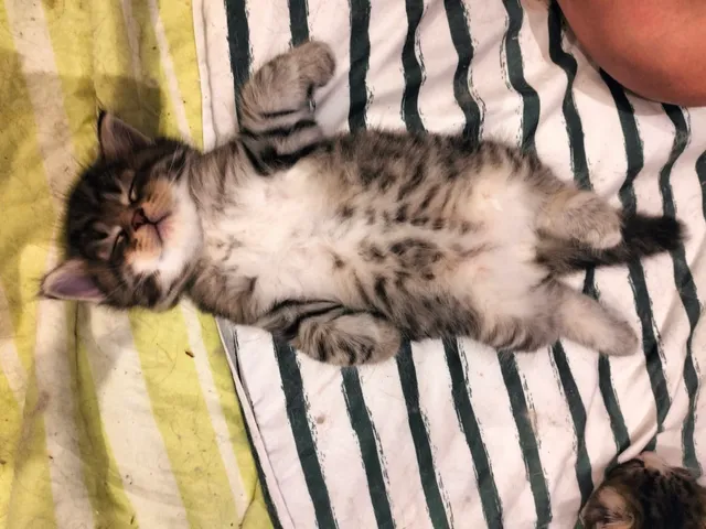 Balou, chaton Sibérien