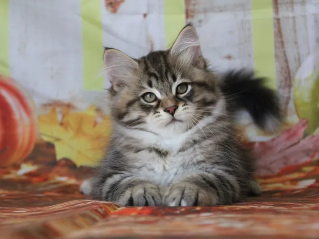 Balou, chaton Sibérien