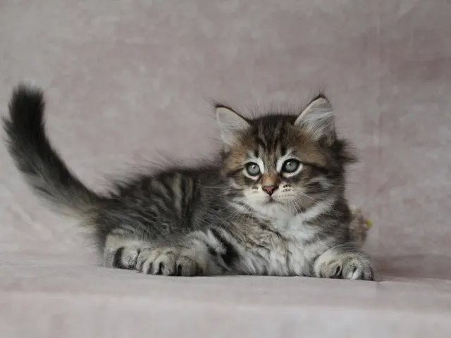 Balou, chaton Sibérien