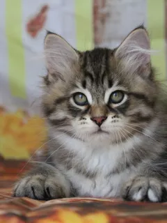 Balou, chaton Sibérien