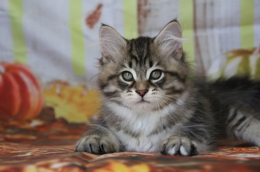 Balou, chaton Sibérien
