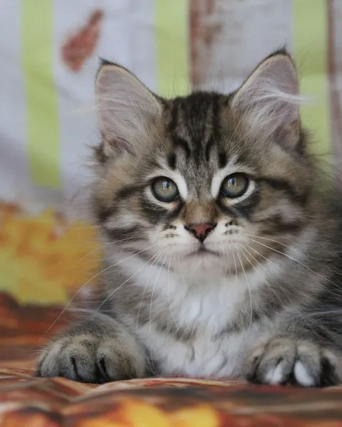 Balou, chaton Sibérien
