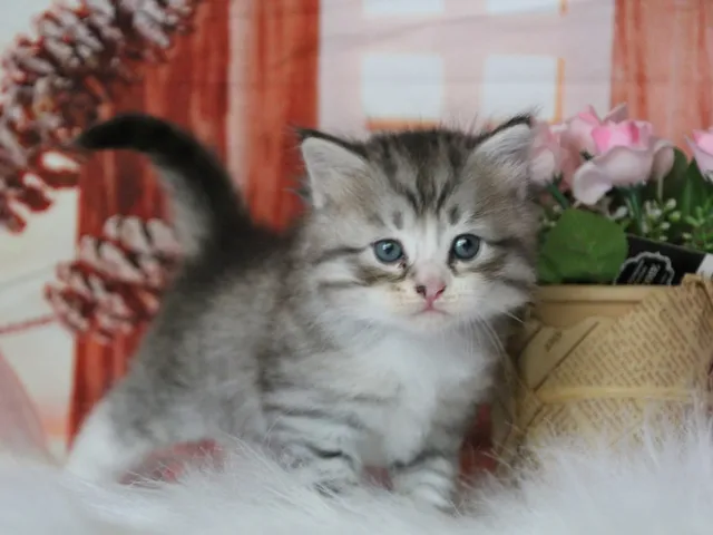 Brenus, chaton Sibérien