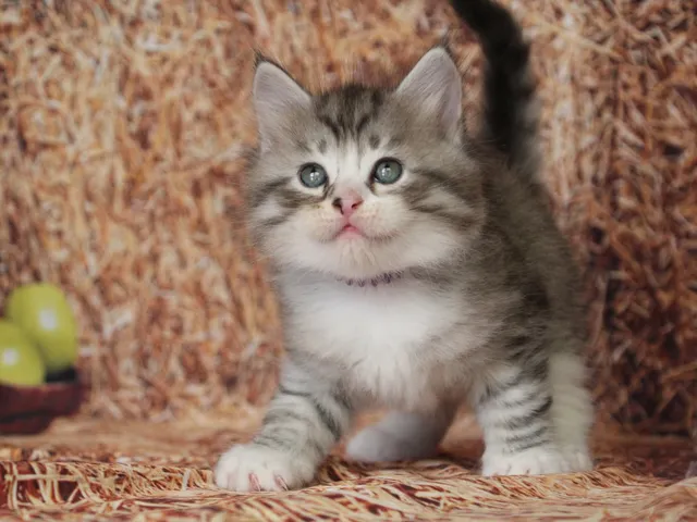 Brenus, chaton Sibérien