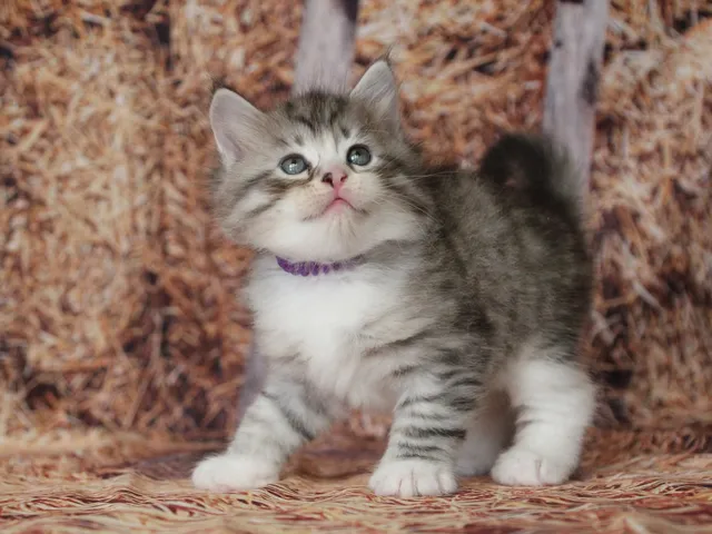 Brenus, chaton Sibérien
