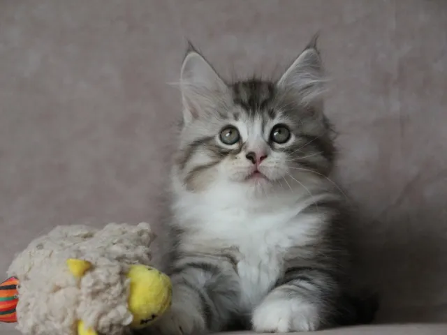 Brenus, chaton Sibérien