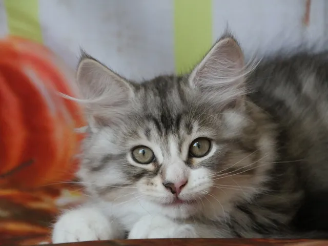 Brenus, chaton Sibérien